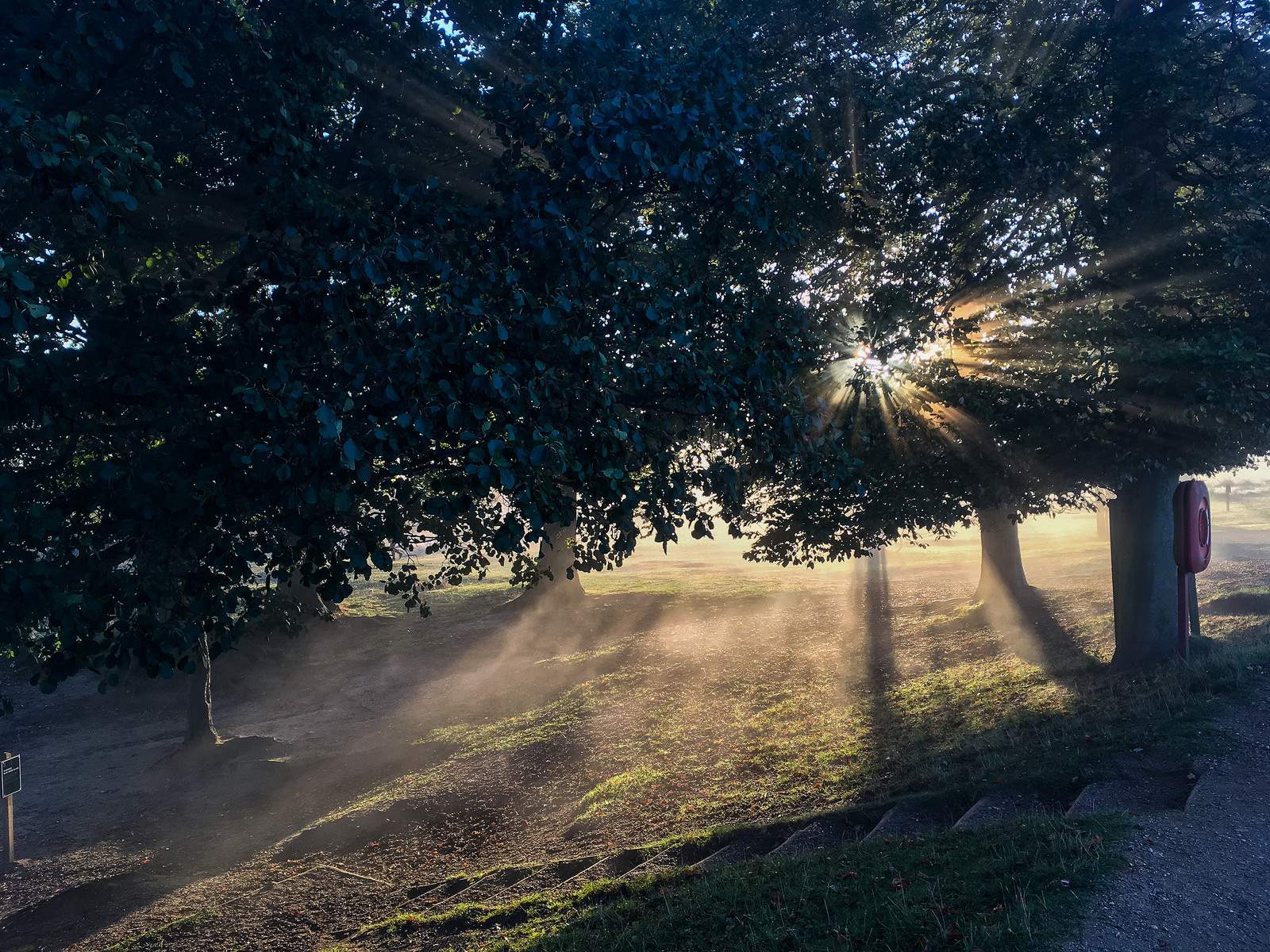 Light rays dripping through the trees, Pen Ponds, Richmond Park