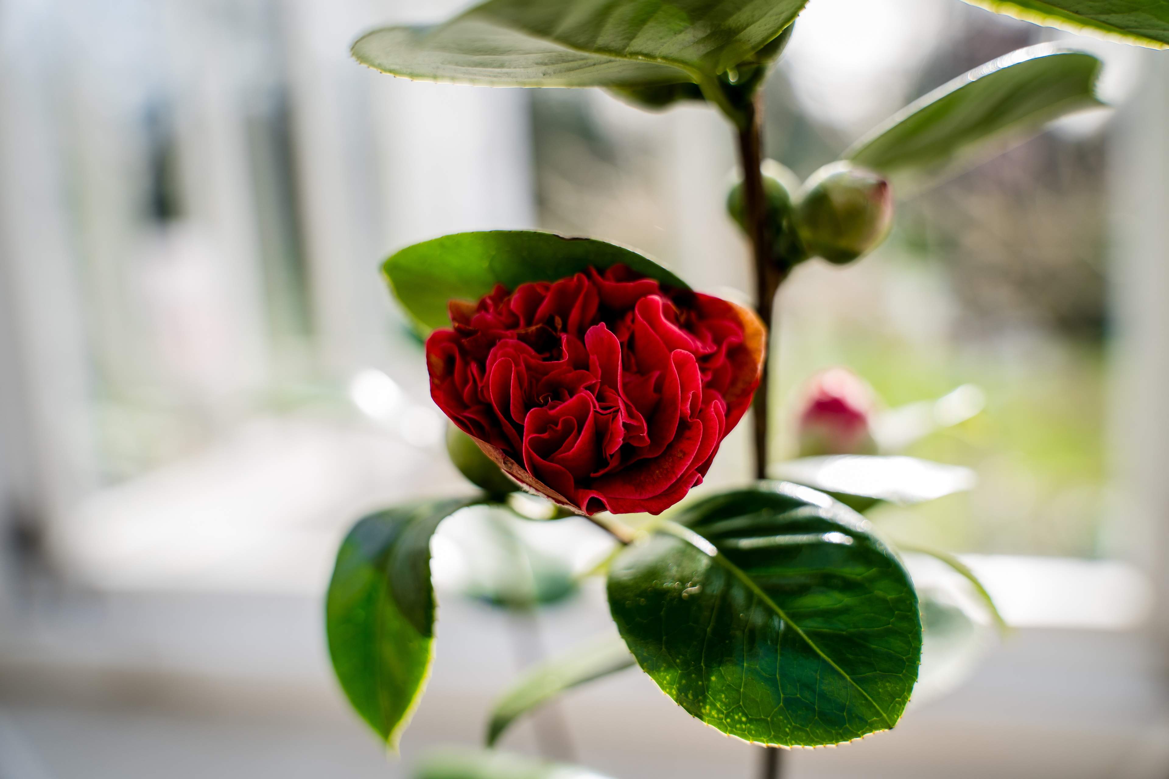 Red Camellia at Camellia Show, Chiswick House & Gardens, London, UK