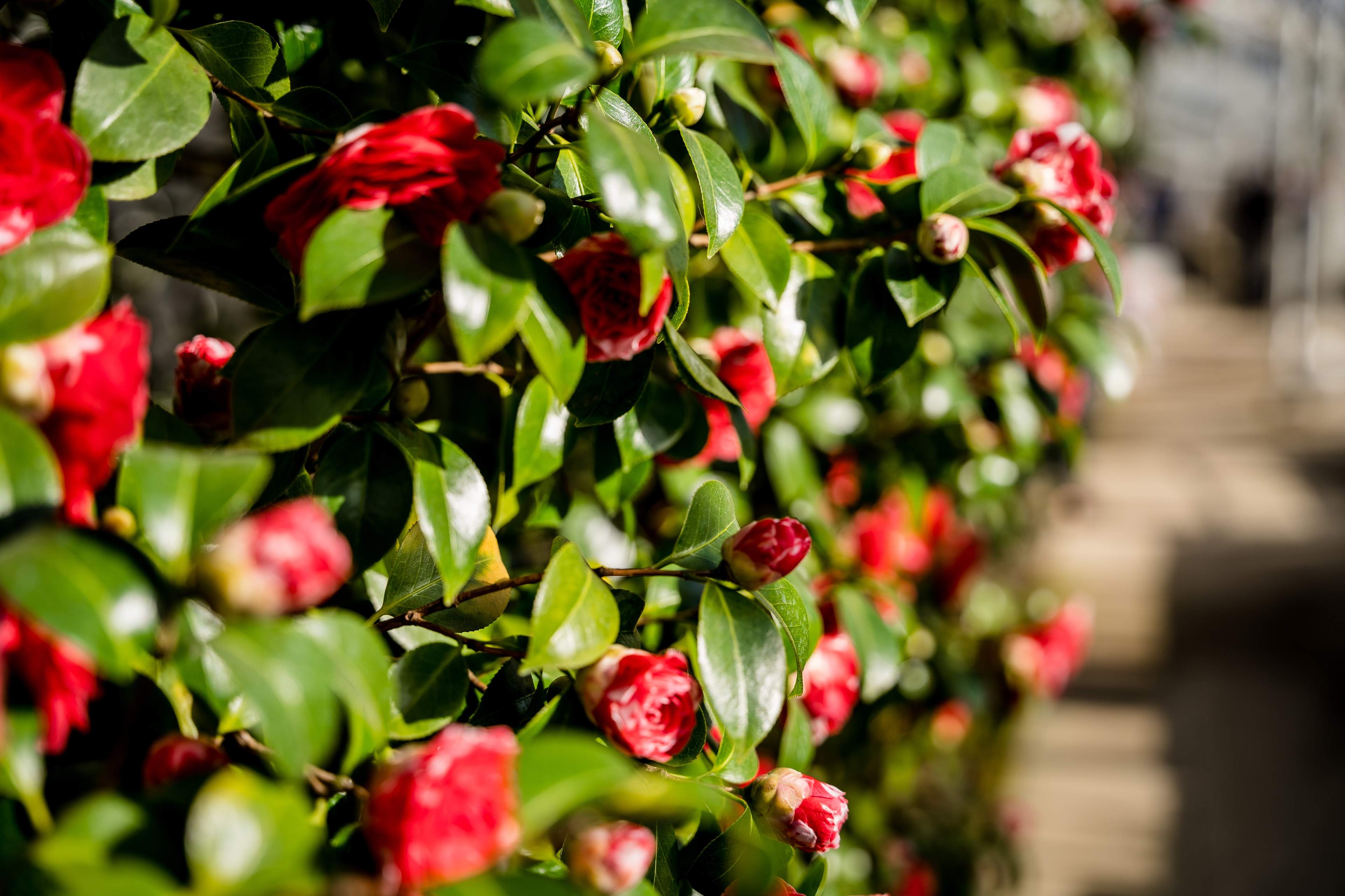 Red Camellias flowers springing from the green wall at Camellia Show, Chiswick House & Gardens, London, UK