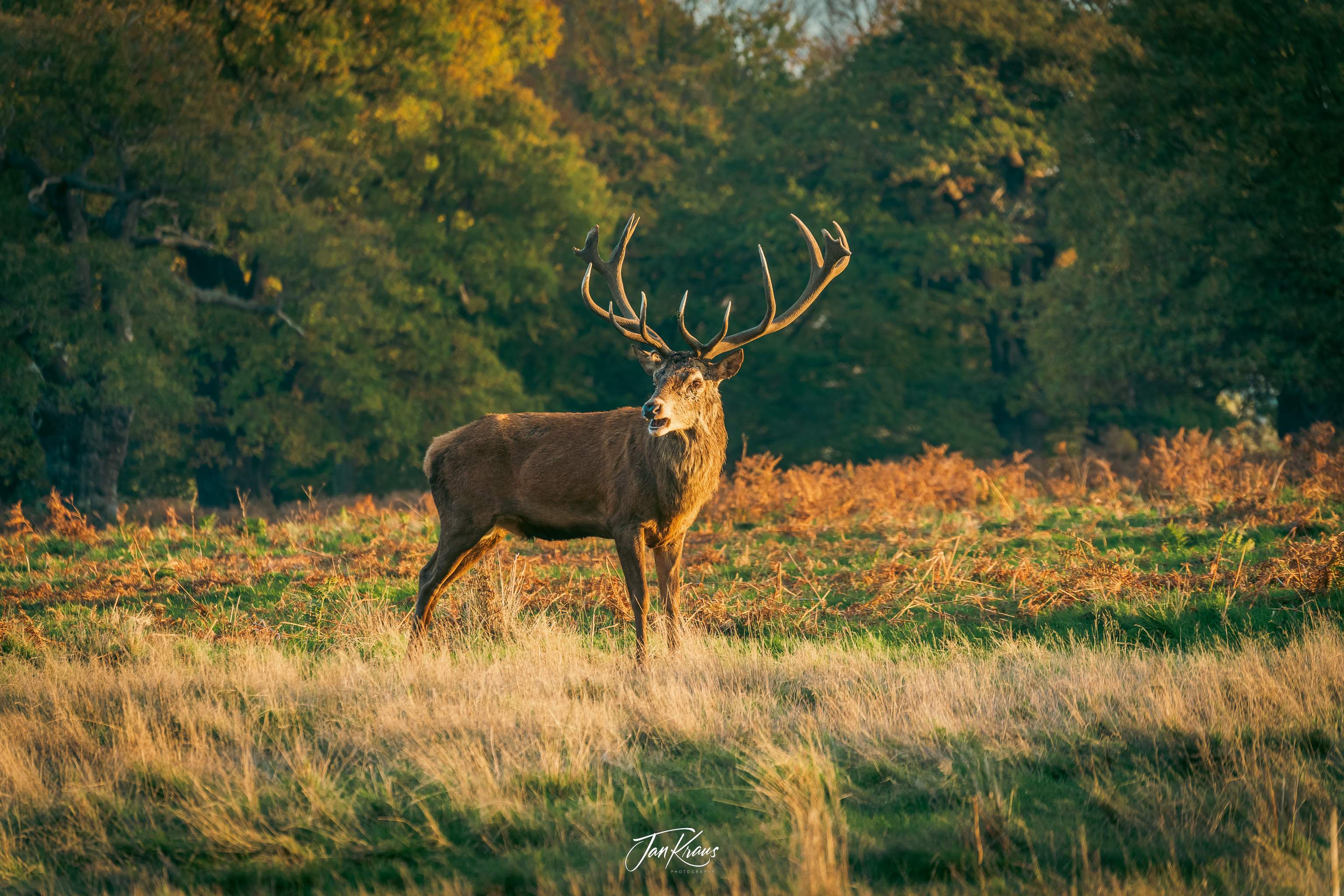 A red deer spotted in Richmond Park, London, UK